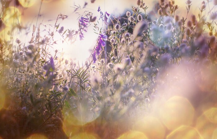 Papier peint  La nature dans la prairie