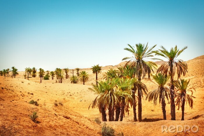 Papier peint  La nature dans le désert du Sahara