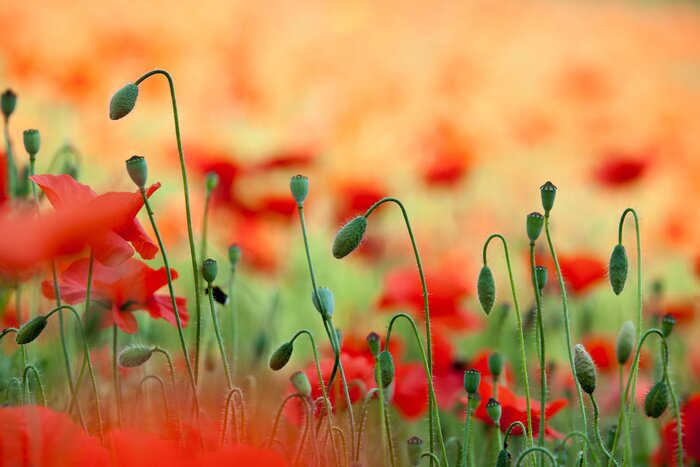 Papier peint  La nature dans un champ de coquelicots magnifiques