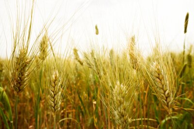 La nature des prairies pleines de blé
