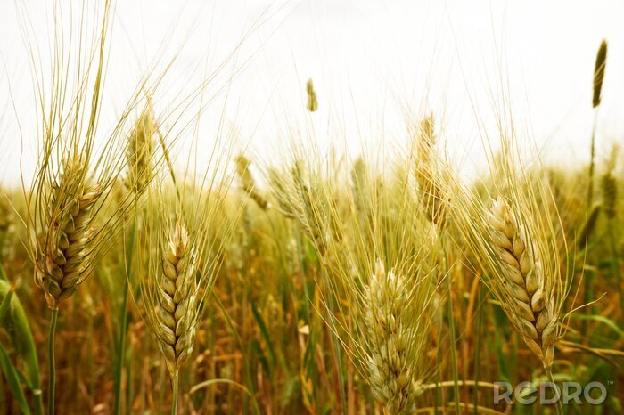 Papier peint  La nature des prairies pleines de blé