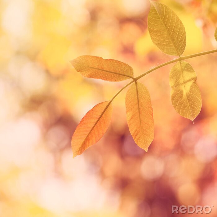 Papier peint  La nature en couleurs chaudes