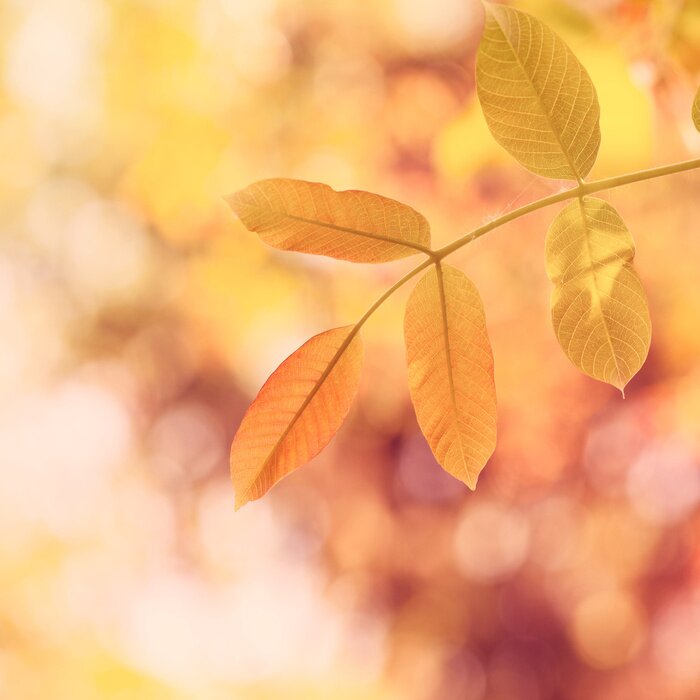 Papier peint  La nature en couleurs chaudes