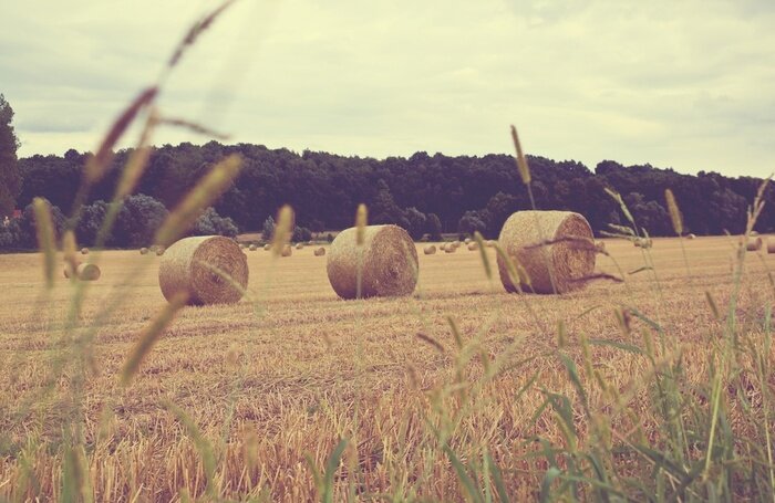 Papier peint  La nature en été