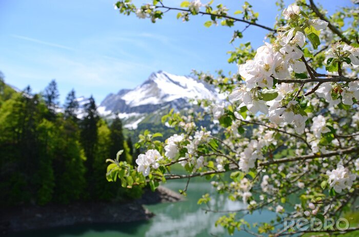 Papier peint  La nature en montagne