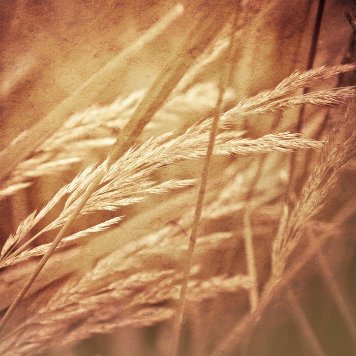 Papier peint  La nature en sépia