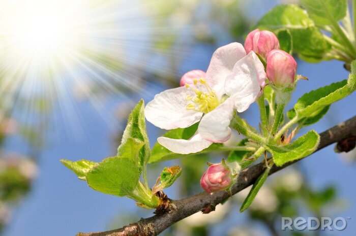 Papier peint  La nature et la fleur épanouie