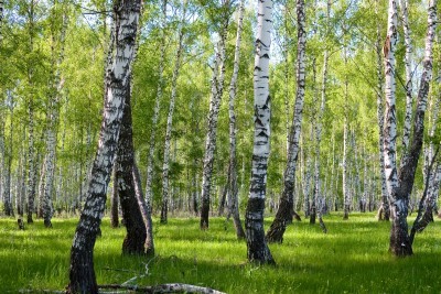 Papier peint  La nature et les bouleaux