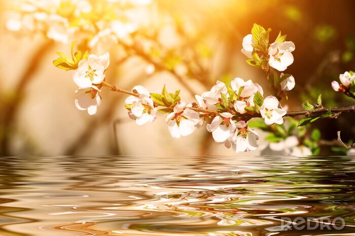 Papier peint  La nature et les fleurs de cerisier