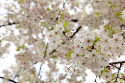 La nature et une branche de cerisier en fleurs