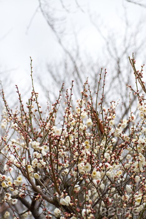 Papier peint  La nature sous forme d'arbres en fleurs