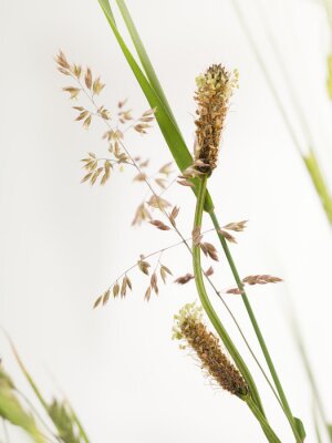 Papier peint  La nature sous forme d'herbes