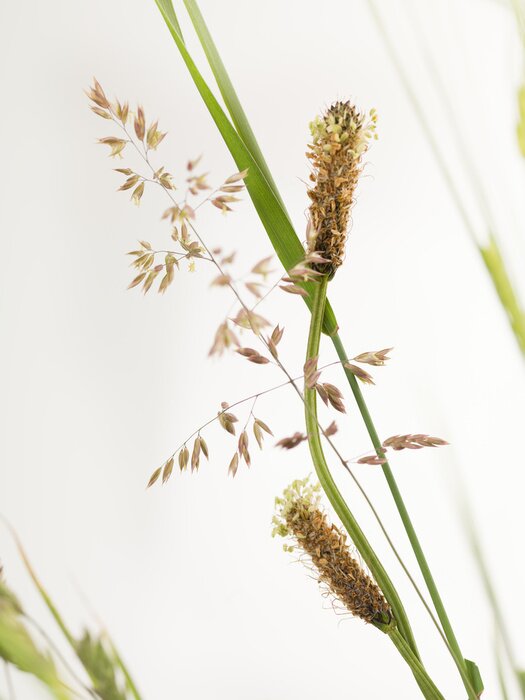 Papier peint  La nature sous forme d'herbes