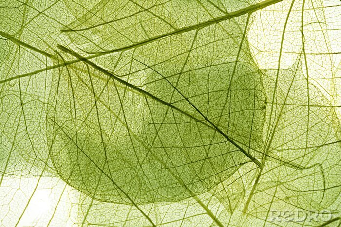 Papier peint  La nature sous forme de feuilles