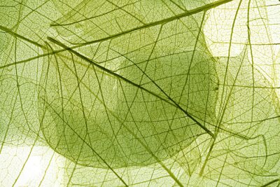 Papier peint  La nature sous forme de feuilles