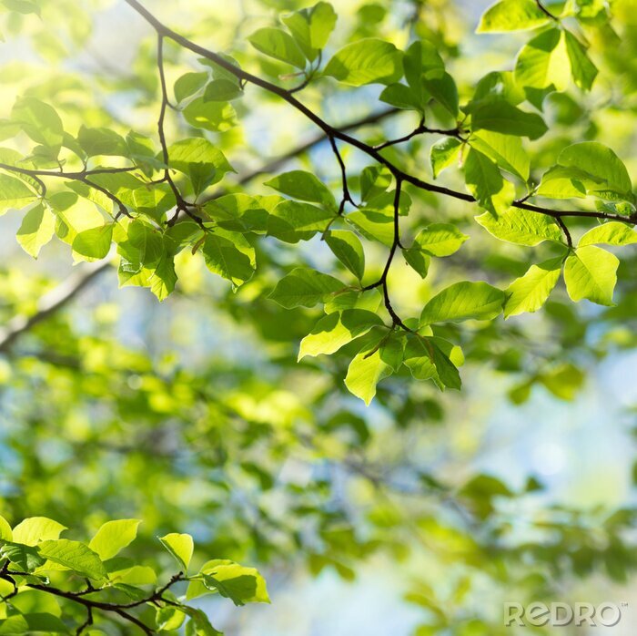 Papier peint  La nature sous forme de feuilles vertes