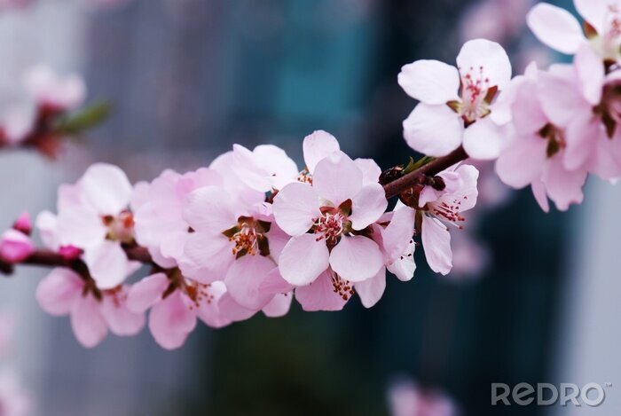 Papier peint  La nature sous forme de fleur de prunier
