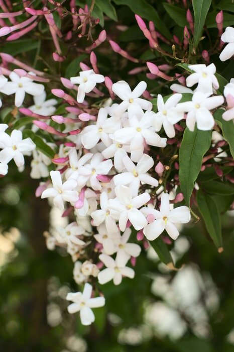 Papier peint  La nature sous forme de jasmin