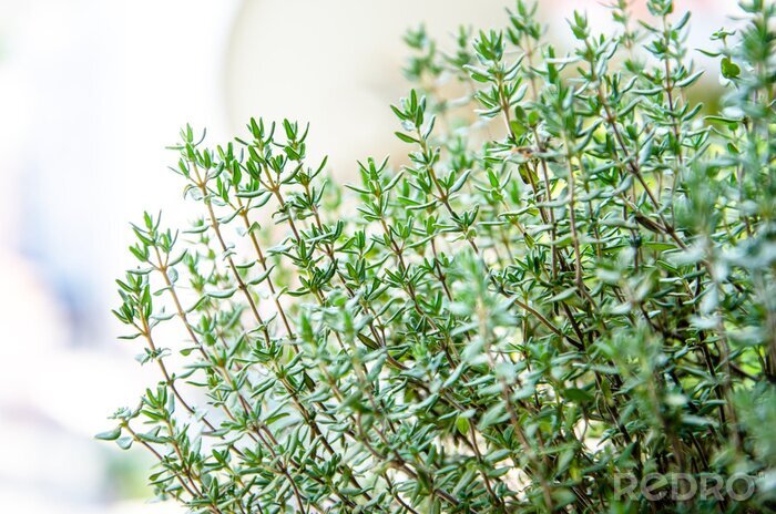 Papier peint  La nature sous forme de thym