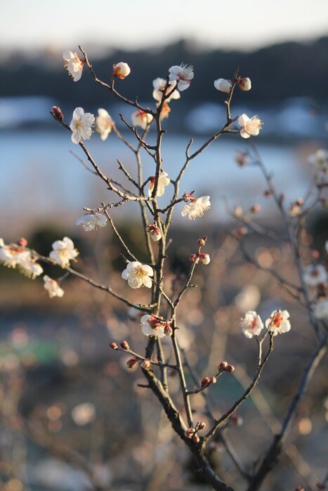 Papier peint  La nature sous la forme d'une branche fleurie