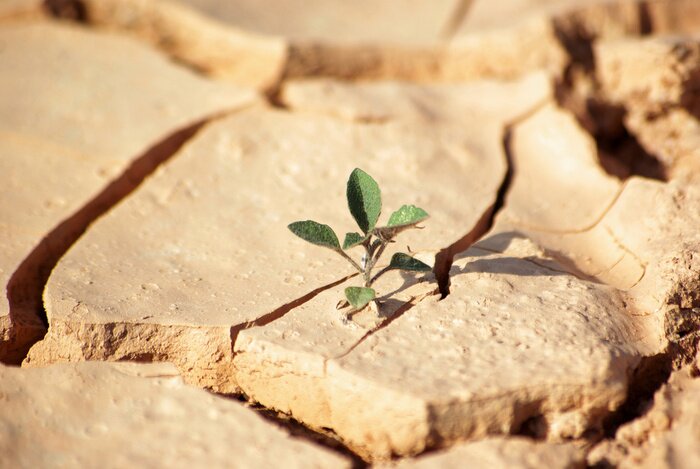 Papier peint  La nature sur la terre ferme