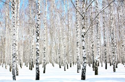 Papier peint  La neige sur les bouleaux
