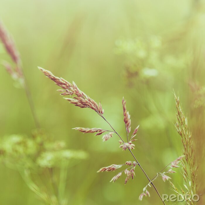 Papier peint  La prairie comme nature