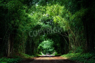 Papier peint  La route à travers la forêt tropicale de bambous