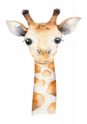 La tête d'une jeune girafe