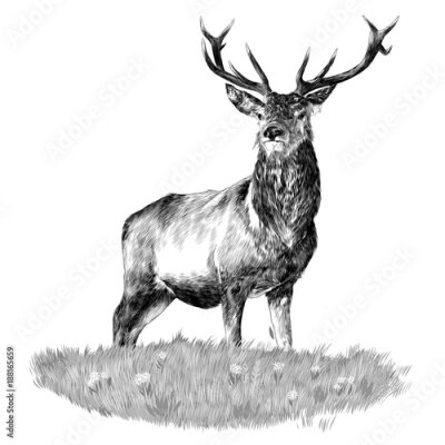 Papier peint  la tête de cerf est dans le dessin noir et blanc monochrome de graphiques vectoriels croquis vert