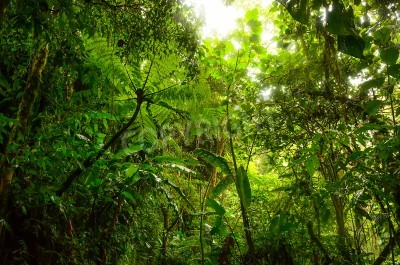 Papier peint  La vue sur la jungle