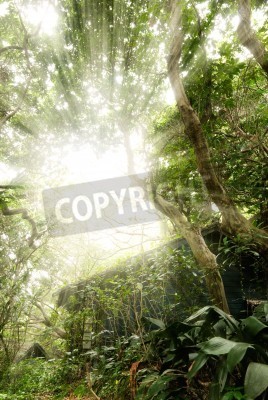 Papier peint  La vue sur le ciel depuis la forêt vierge