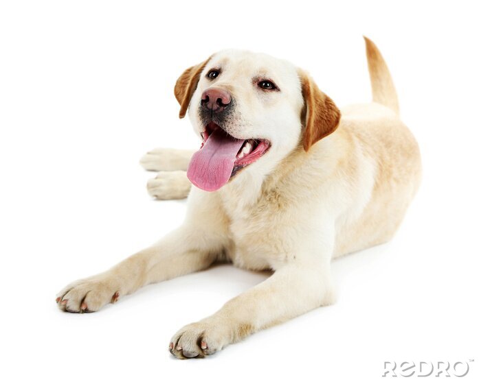 Papier peint  Labrador avec la langue qui sort