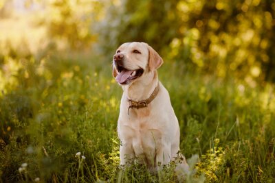 Papier peint  Labrador couleur biscuit sur une prairie verte