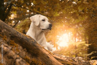 Papier peint  Labrador sur fond de paysage d’automne