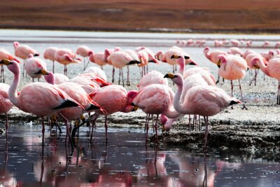 Lac dans les Andes avec des flamants roses