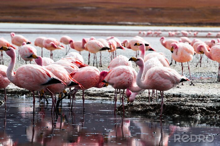 Papier peint  Lac dans les Andes avec des flamants roses