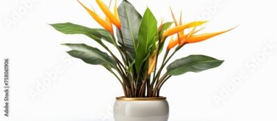 Papier peint  Large indoor Strelitzia plant in a gilded pot for interior decoration on a white background.