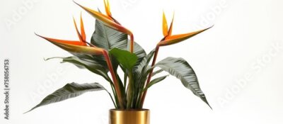 Papier peint  Large indoor Strelitzia plant in a gilded pot for interior decoration on a white background.