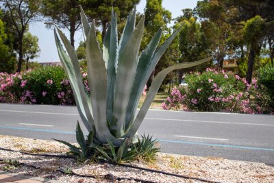 Papier peint  Large leaves of an aloe cactus in front of a road with flowers in Calabria. Fashionable plants in natural design. Nature Italy. Succulents, blooming cactus, strelitzia.