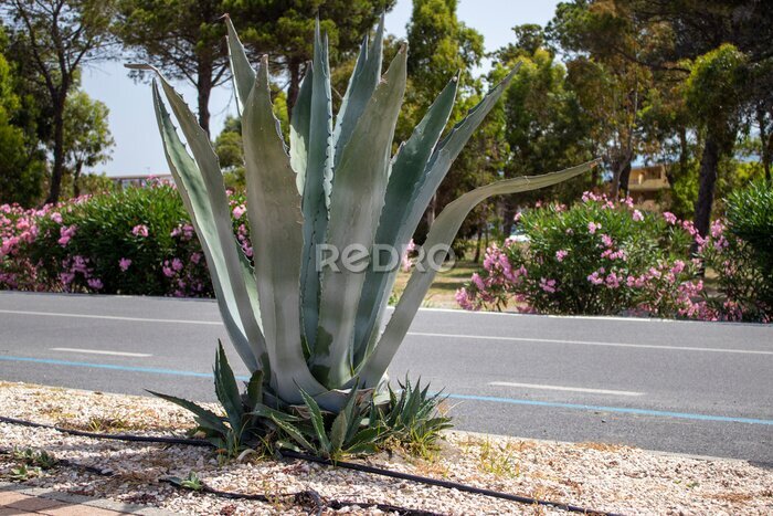 Papier peint  Large leaves of an aloe cactus in front of a road with flowers in Calabria. Fashionable plants in natural design. Nature Italy. Succulents, blooming cactus, strelitzia.