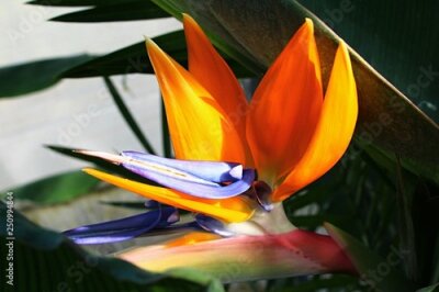 Papier peint  Large orange crane flower Strelitzia Reginae with light blue central petal. 