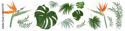 Papier peint  Large vector set of tropical plants and flowers on a white background. Strelitzia plant, palm leaves and other tropical plants. Vector illustration