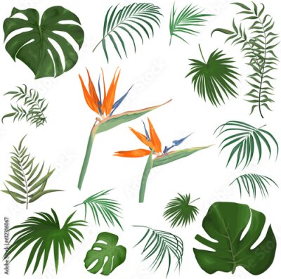 Papier peint  Large vector set of tropical plants and flowers on a white background. Strelitzia plant, palm leaves and other tropical plants. . Vector illustration