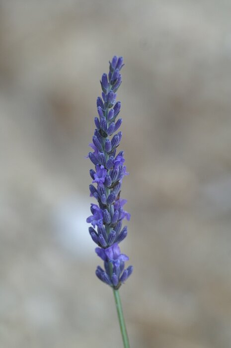 Papier peint  lavande