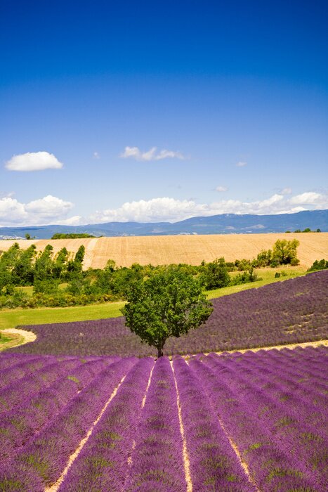 Papier peint  Lavande et paysage en France