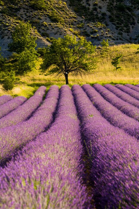 Papier peint  Lavande près d'une colline