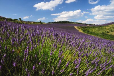 Lavande Provence en fleurs
