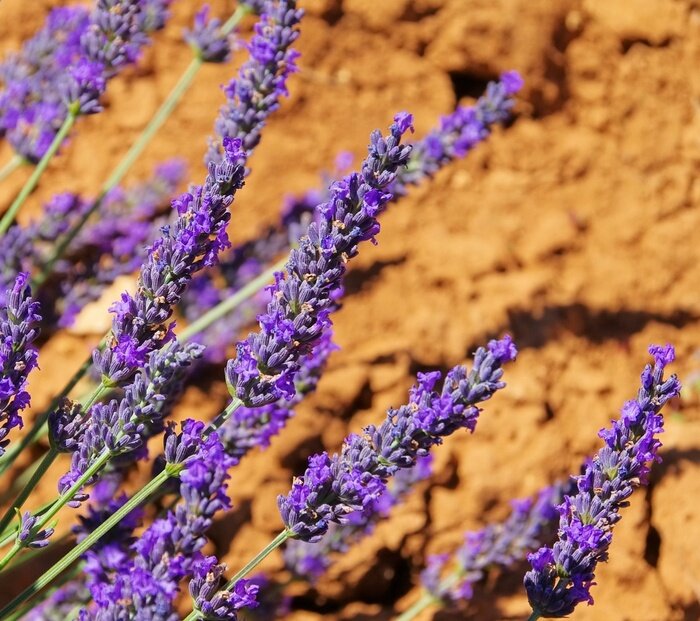 Papier peint  Lavande sur fond marron