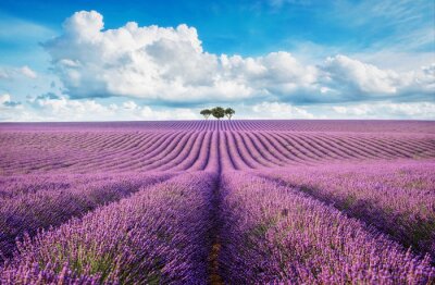 Papier peint  lavender field with tree with cloudy sky